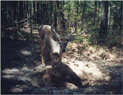 CASE(10) - Tag-Out - Year-round Deer Mineral Supplement - GhillieSuitShop